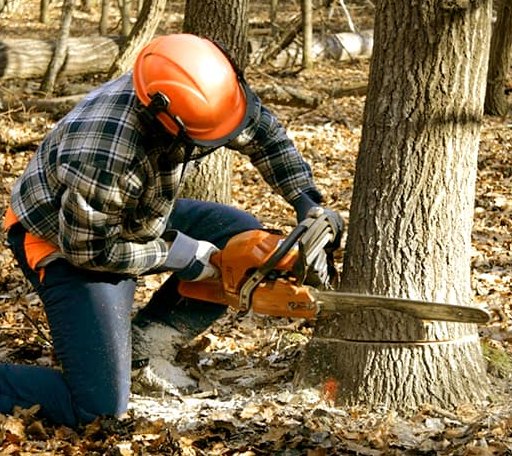 Tree Removal in Reese, MI